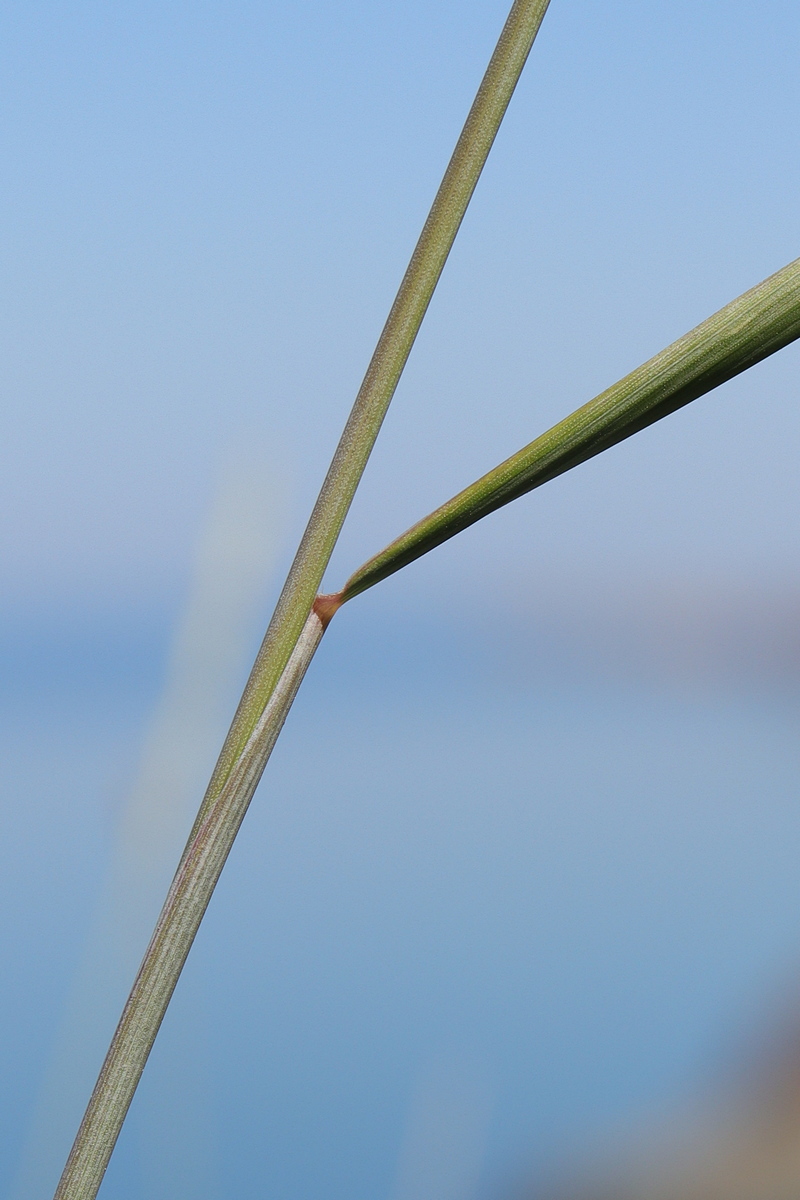 Image of Elytrigia nodosa specimen.