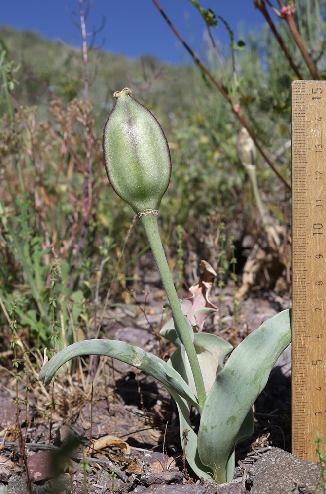 Изображение особи Tulipa alberti.