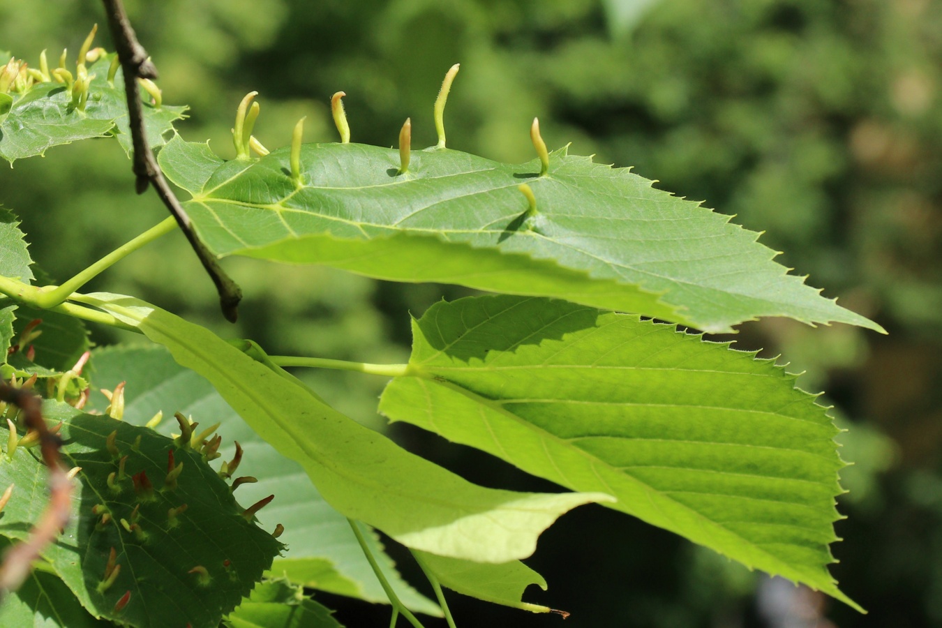 Image of Tilia americana specimen.