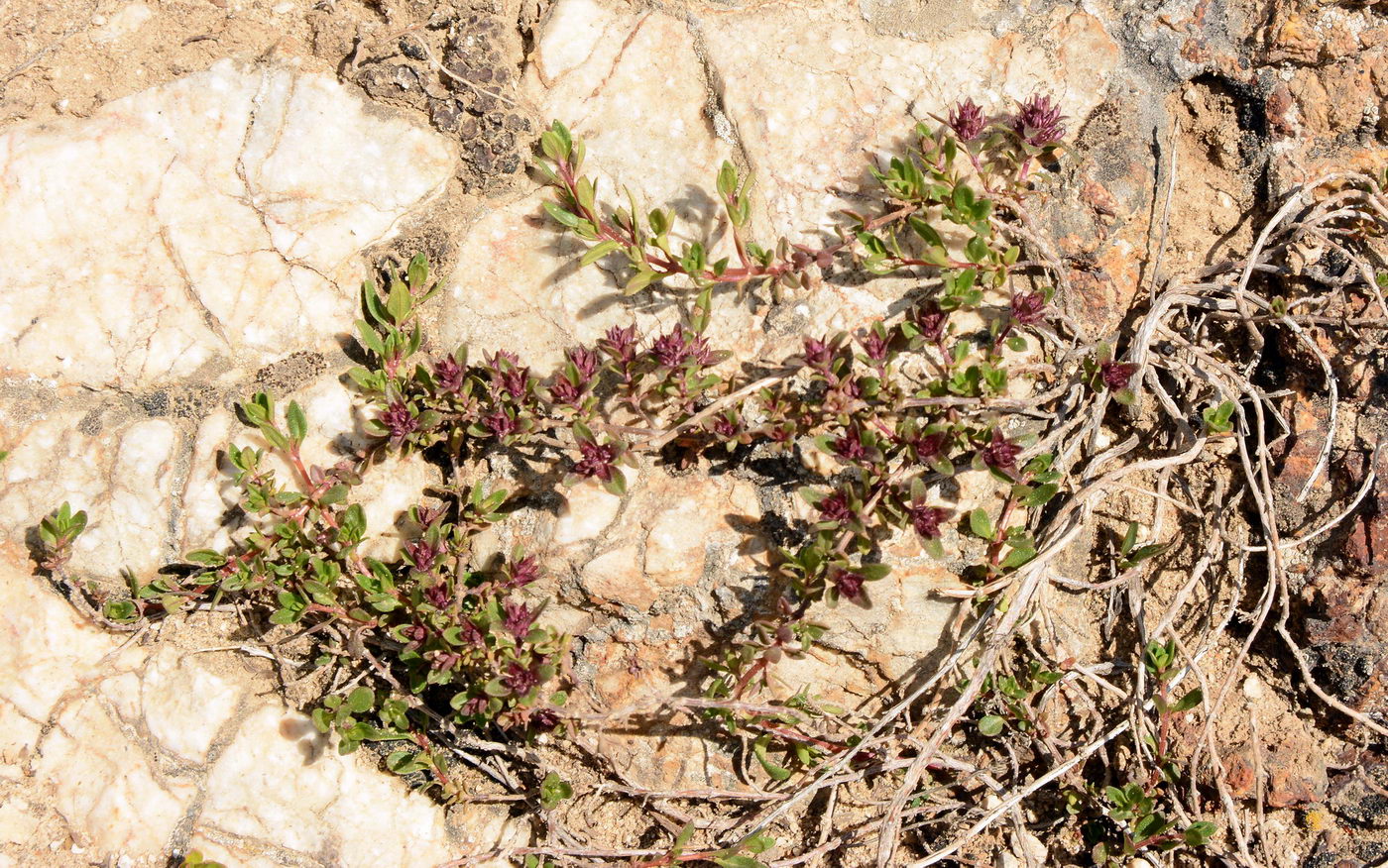 Image of genus Thymus specimen.