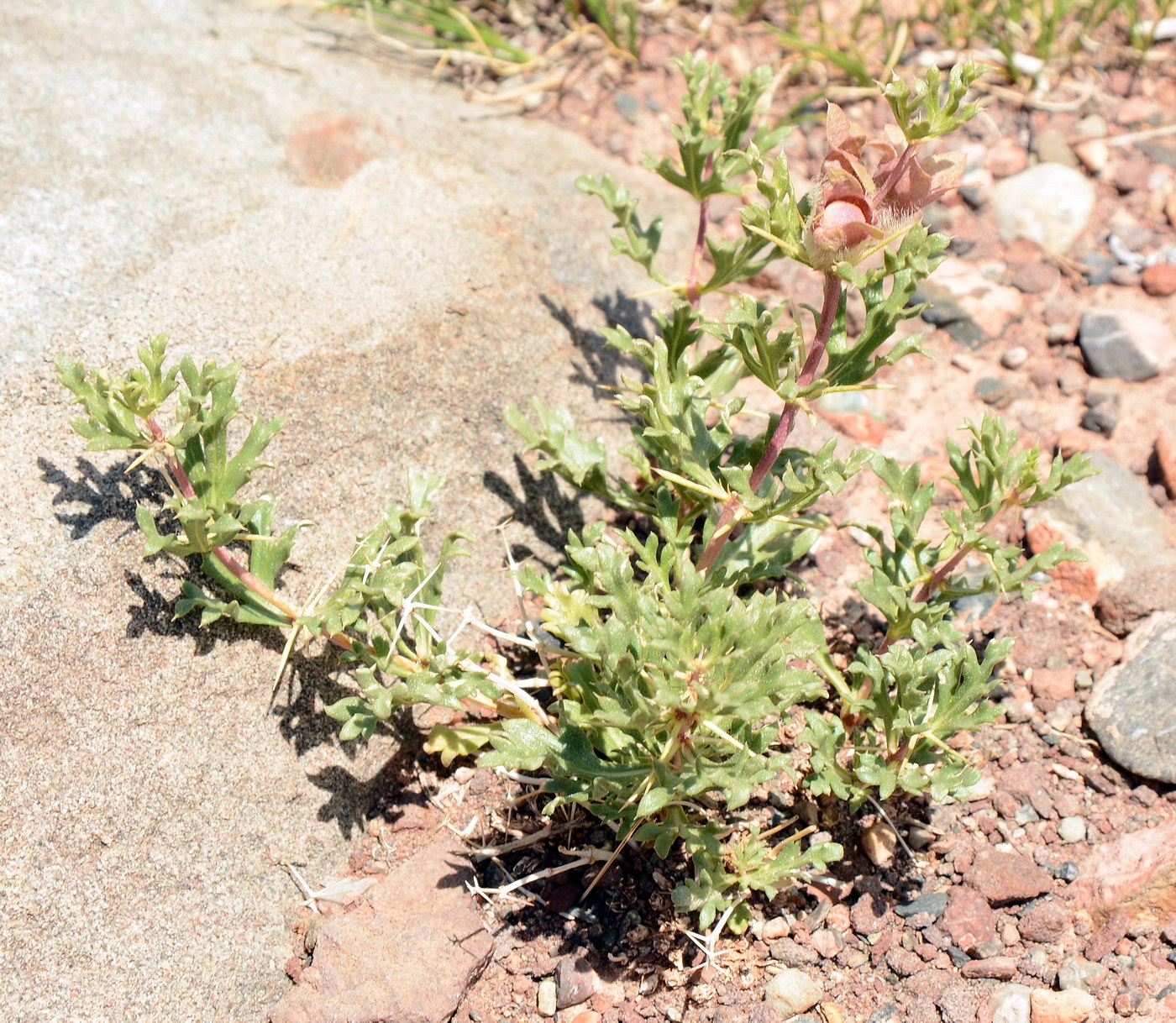 Image of Lagochilus platyacanthus specimen.