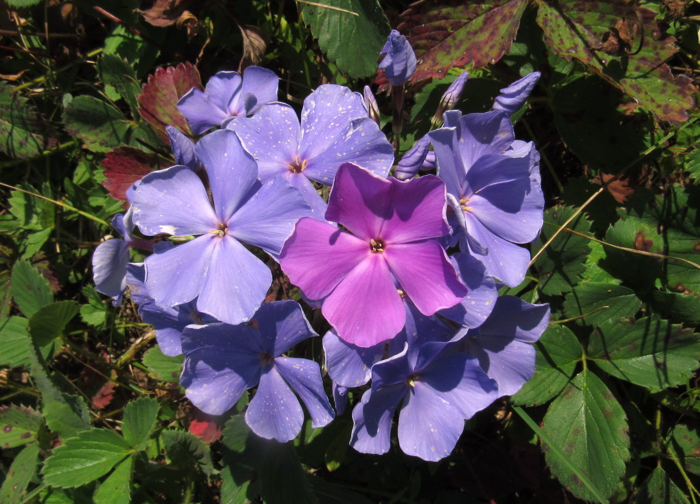 Изображение особи Phlox paniculata.