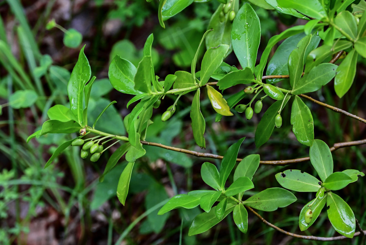 Image of Daphne pontica specimen.