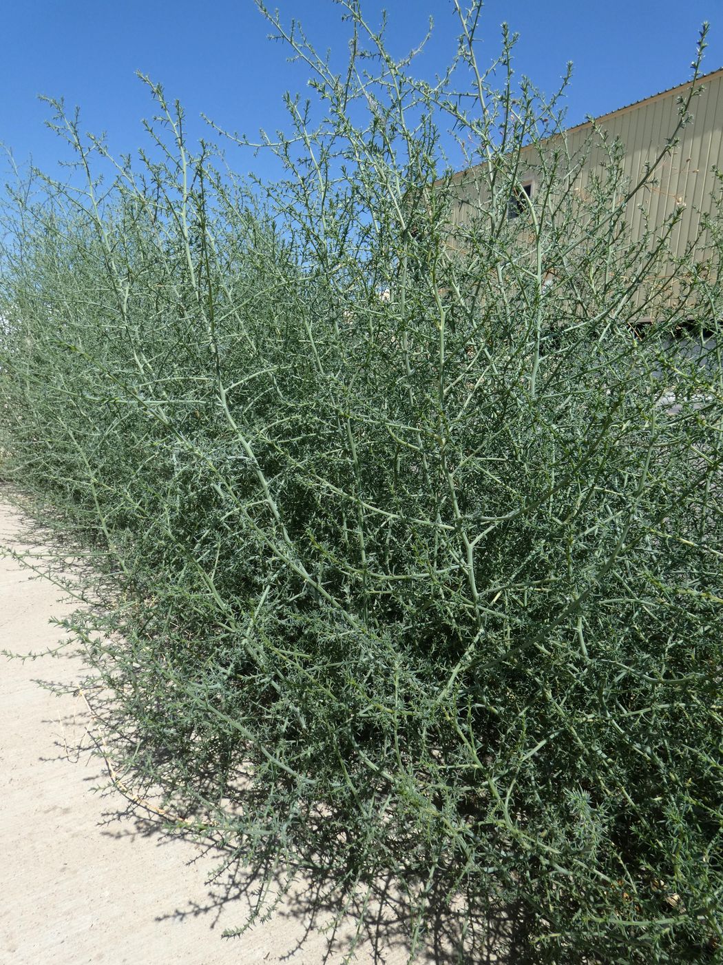 Image of Salsola tragus specimen.