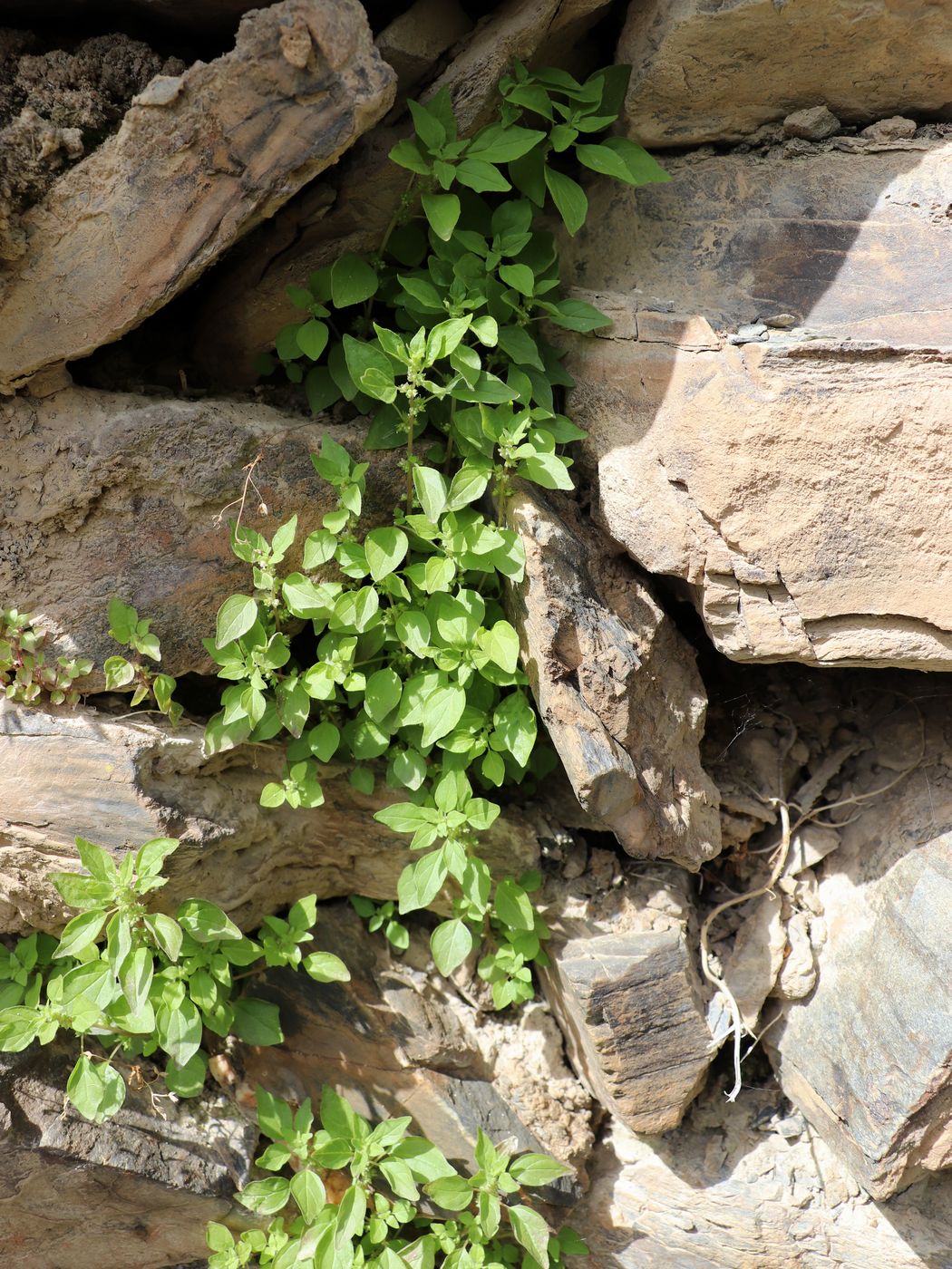 Изображение особи Parietaria lusitanica.