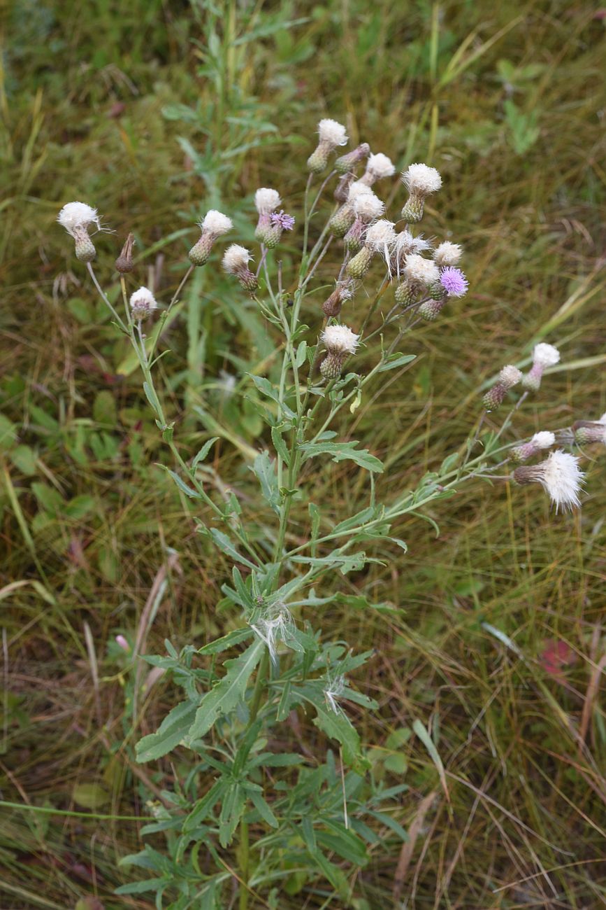 Image of Cirsium arvense specimen.