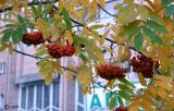 Sorbus aucuparia