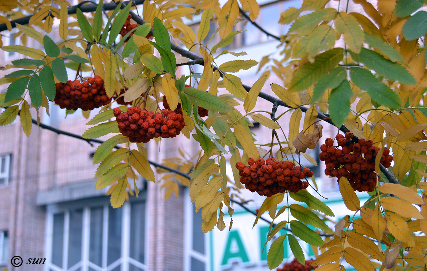 Image of Sorbus aucuparia specimen.