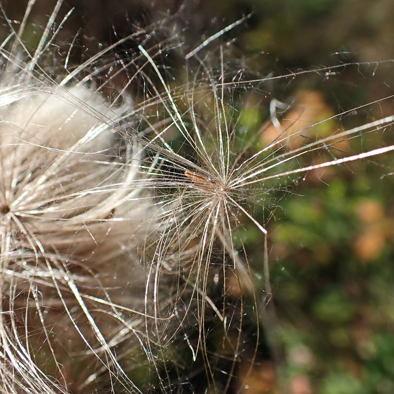 Изображение особи Cirsium setosum.