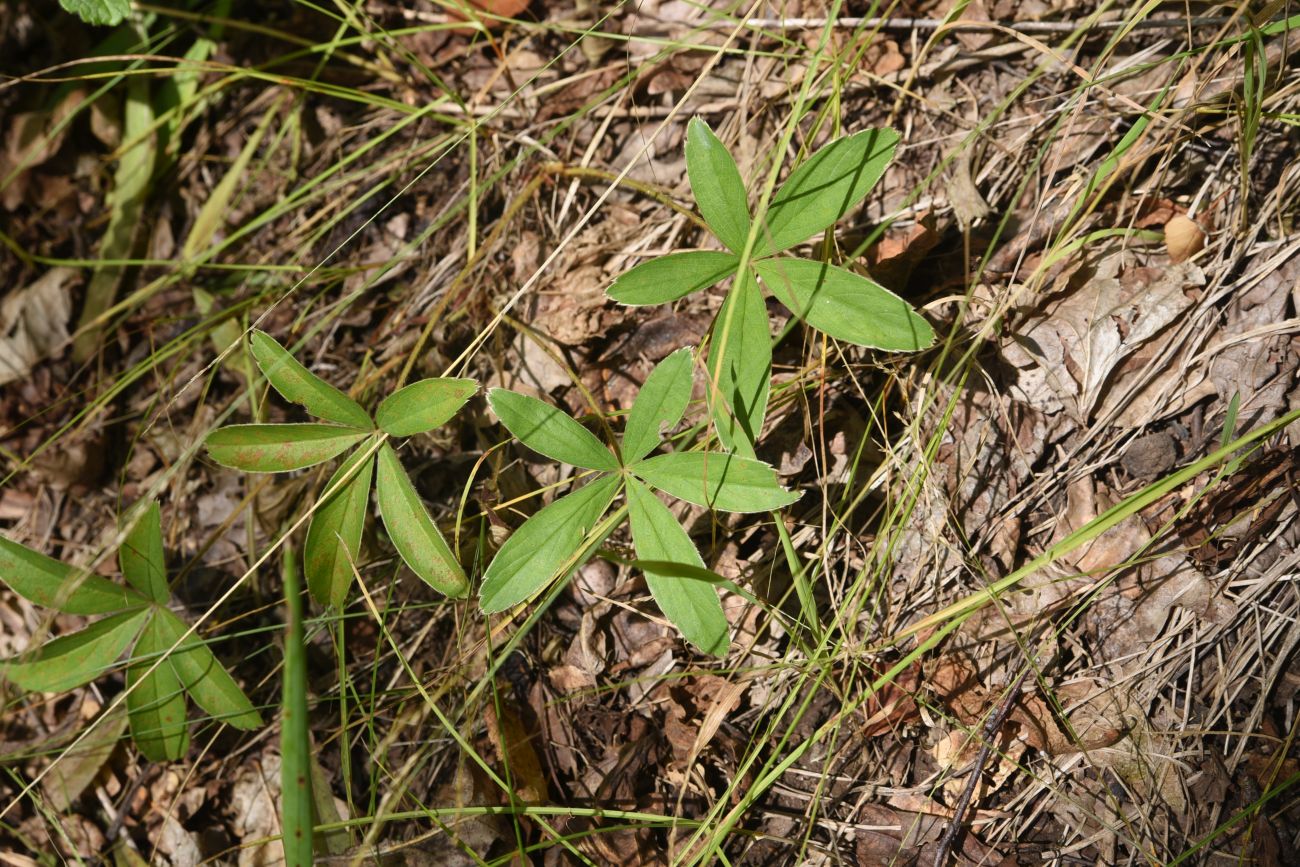 Image of Potentilla alba specimen.