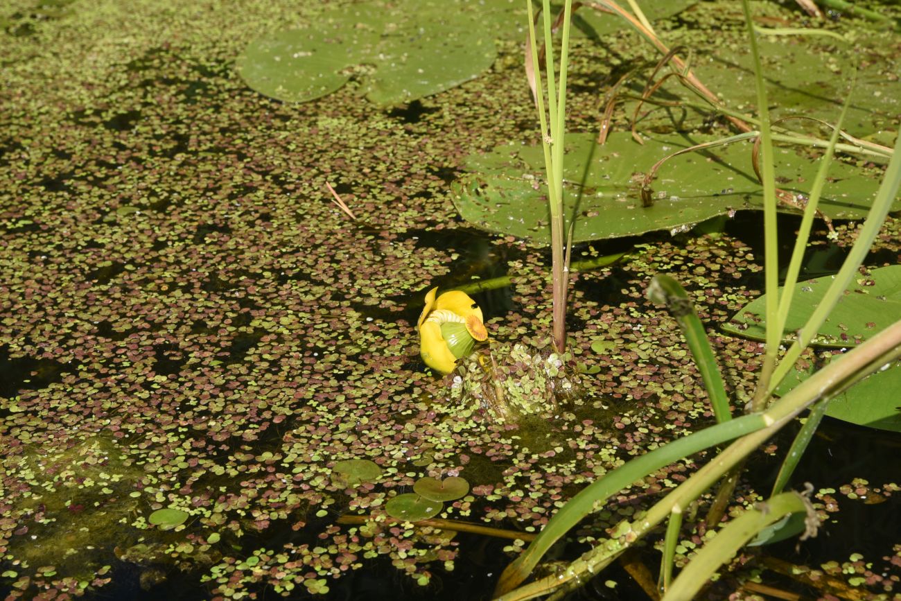 Изображение особи Nuphar lutea.