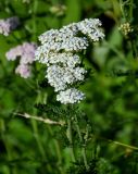 Achillea millefolium. Верхушка побега с соцветиями. Вологодская обл., Кирилловский р-н, окр. с. Горицы, гора Маура, луг. 12.07.2024.