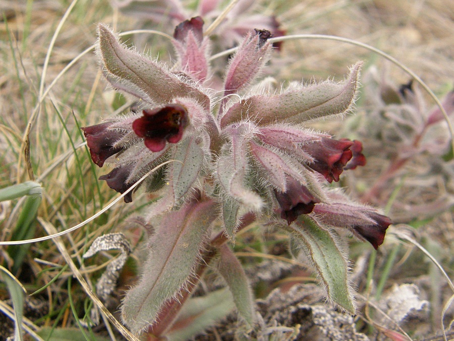 Image of Nonea taurica specimen.