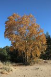 Populus × sibirica. Взрослые деревья с листвой в осенней окраске. Ленинградская обл., г. Сосновый Бор, окр. Приморского парка, берег Финского зал., частично закреплённая дюна, опушка сухого сосняка. 12.10.2024.