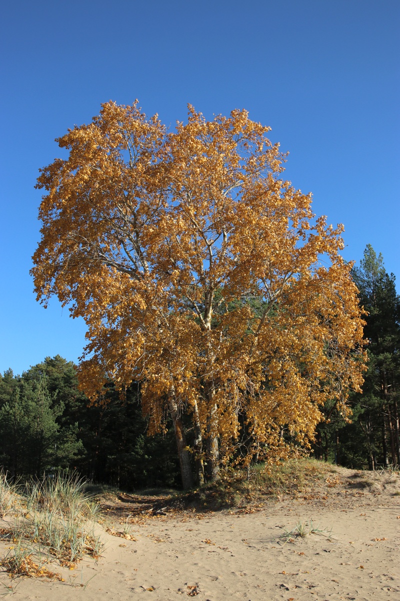 Изображение особи Populus &times; sibirica.