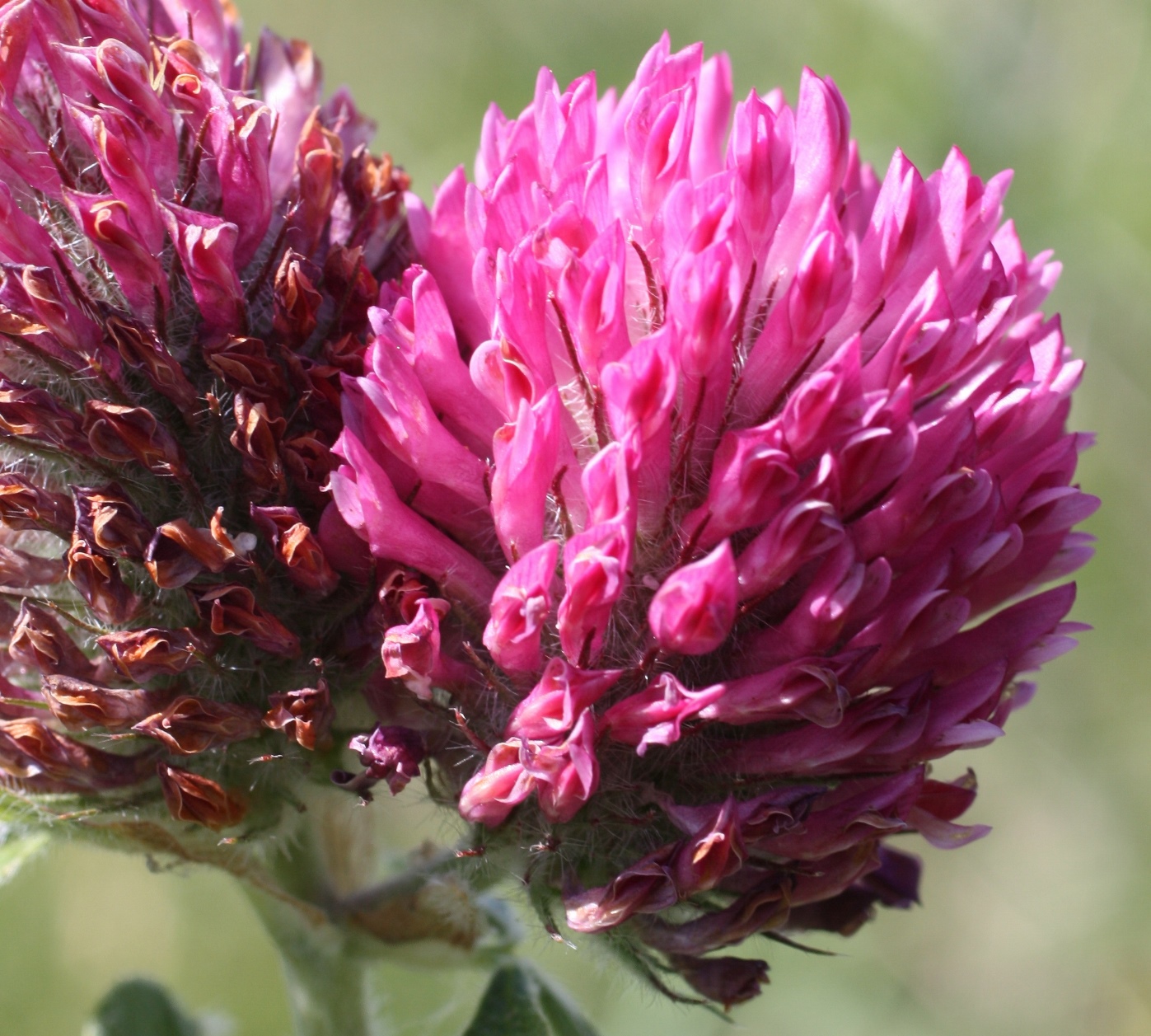 Image of Trifolium alpestre specimen.