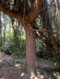 Cedrus atlantica. Нижняя часть кроны дерева. Крым, Южный Берег, городской округ Ялта, Массандровский парк. 29.05.2024.