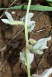 genus Oxytropis