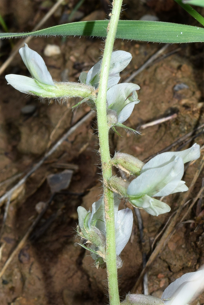 Image of genus Oxytropis specimen.