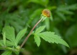 Geum aleppicum