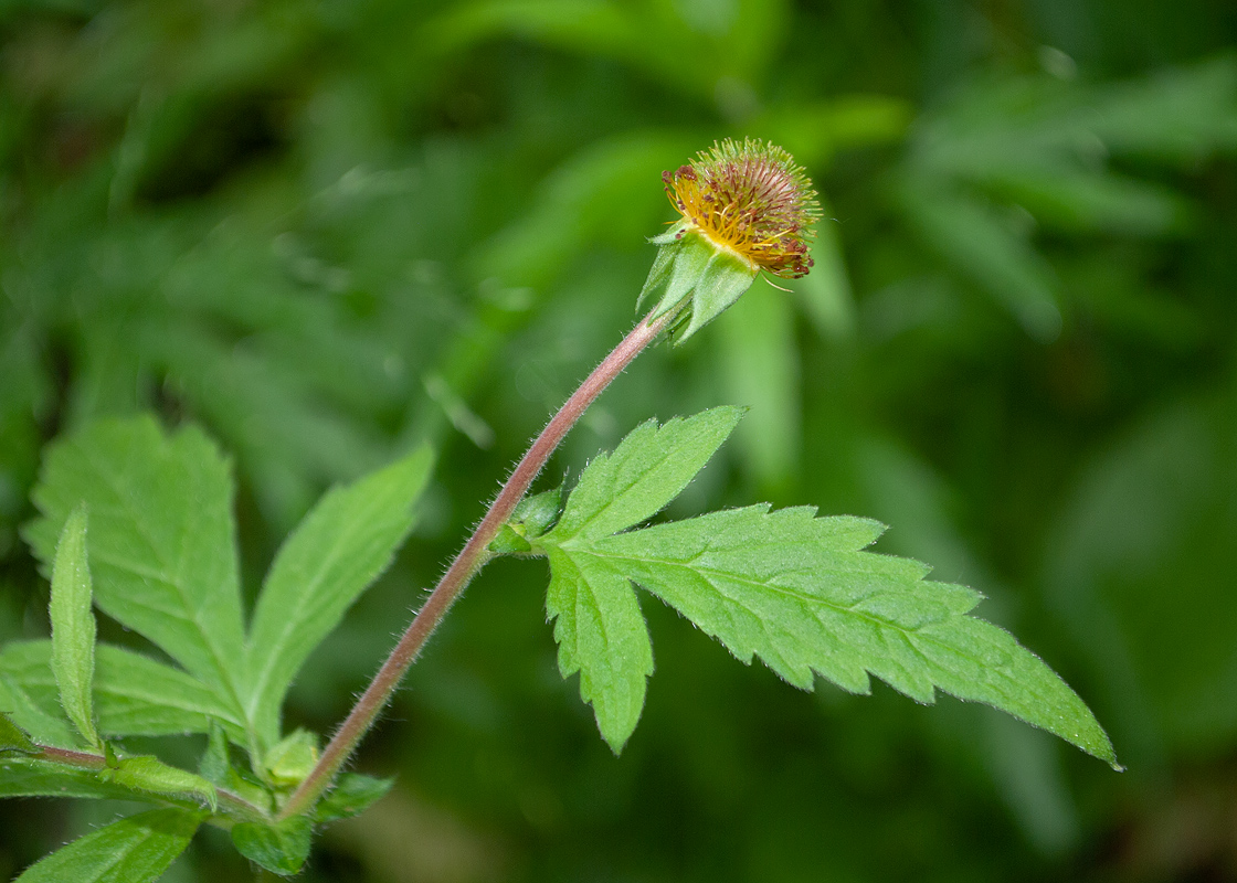 Изображение особи Geum aleppicum.