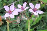 Erodium ciconium. Соцветия с цветками и бутонами. Узбекистан, г. Ташкент, Актепа Юнусабадская. 08.03.2015.