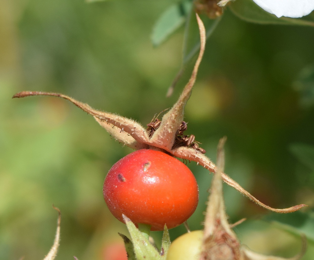 Изображение особи Rosa beggeriana.