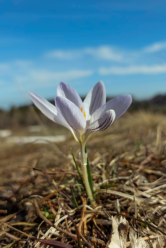 Image of Crocus reticulatus specimen.