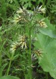 Solenanthus circinnatus