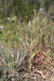 View full-size image Valerianella echinata