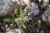View full-size image genus Astragalus
