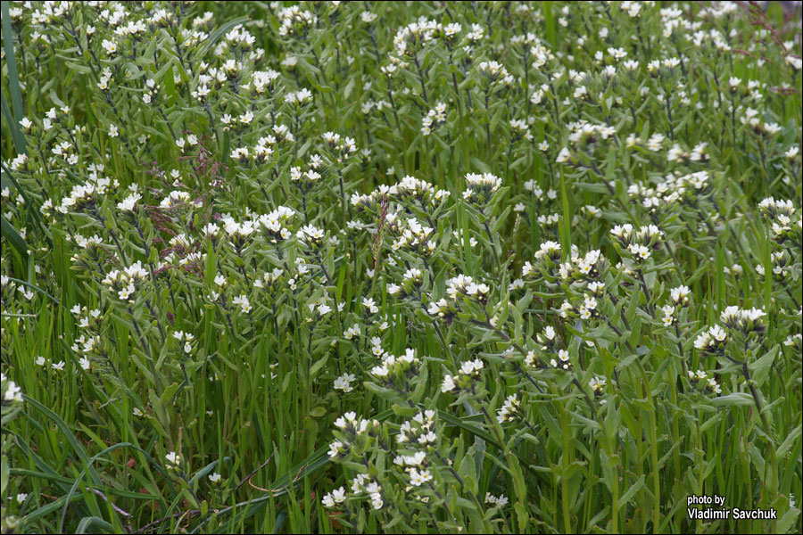 Image of Buglossoides rochelii specimen.