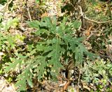 Смотреть изображение Quercus pyrenaica