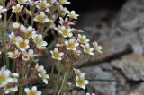 View full-size image Saxifraga exarata
