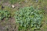 View full-size image Cerinthe minor