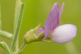 Image of taxon representative. Author is Сергей Свирин