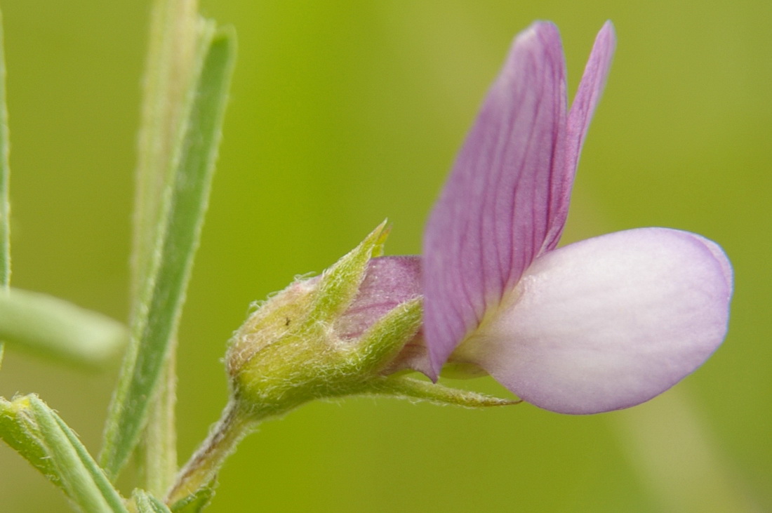 Image of Vicia peregrina specimen.