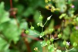 View full-size image Geranium lucidum