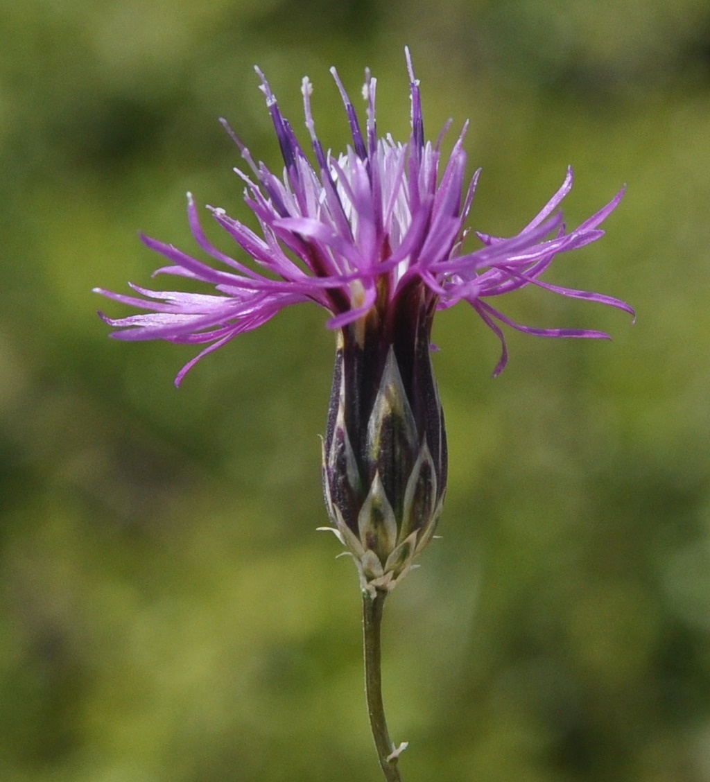 Изображение особи Crupina crupinastrum.