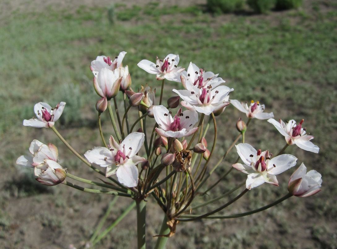 Изображение особи Butomus umbellatus.