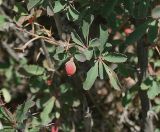 Berberis sibirica