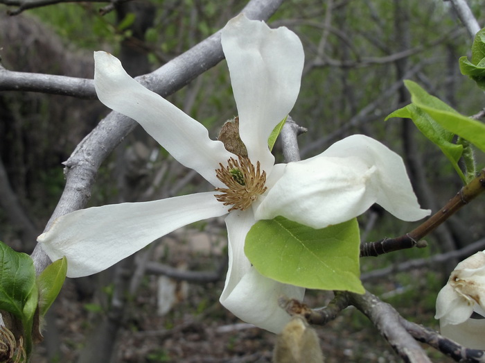 Image of Magnolia stellata specimen.