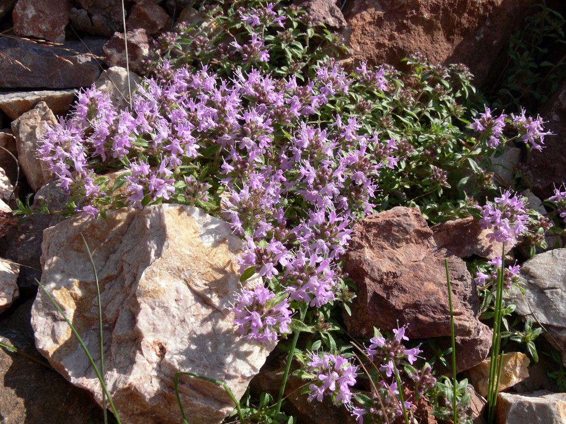 Image of Thymus hirticaulis specimen.