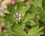 Geranium pusillum