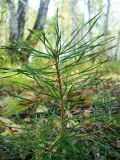 Pinus sylvestris