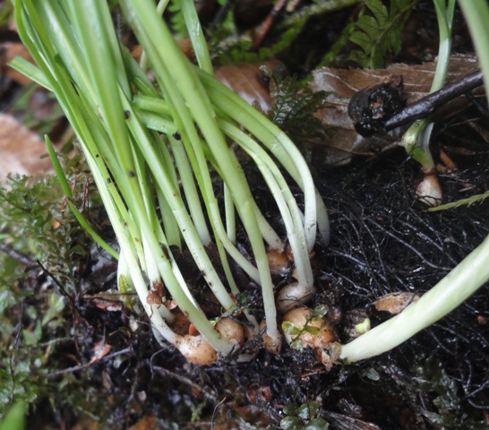 Image of Galanthus rizehensis specimen.