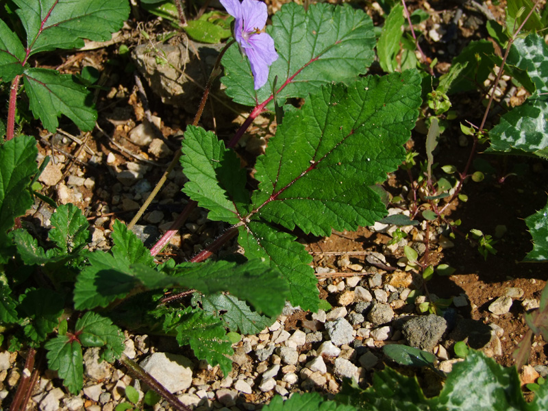 Image of Erodium gruinum specimen.