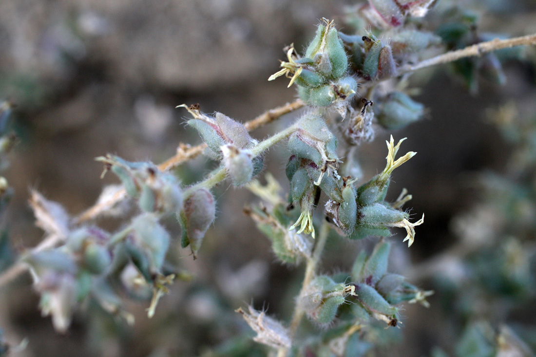 Image of Halocharis hispida specimen.