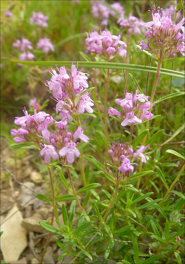 Image of genus Thymus specimen.