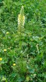 Pedicularis condensata